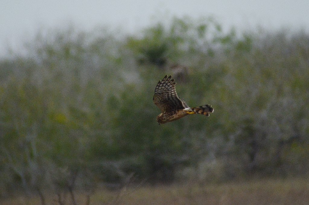 Hawk, Northern Harrier, 2012-12313774 Laguna Atascosa NWR, TX.JPG - Northern Harrier. Laguna Atascosa NWR, TX, 12-31-2012